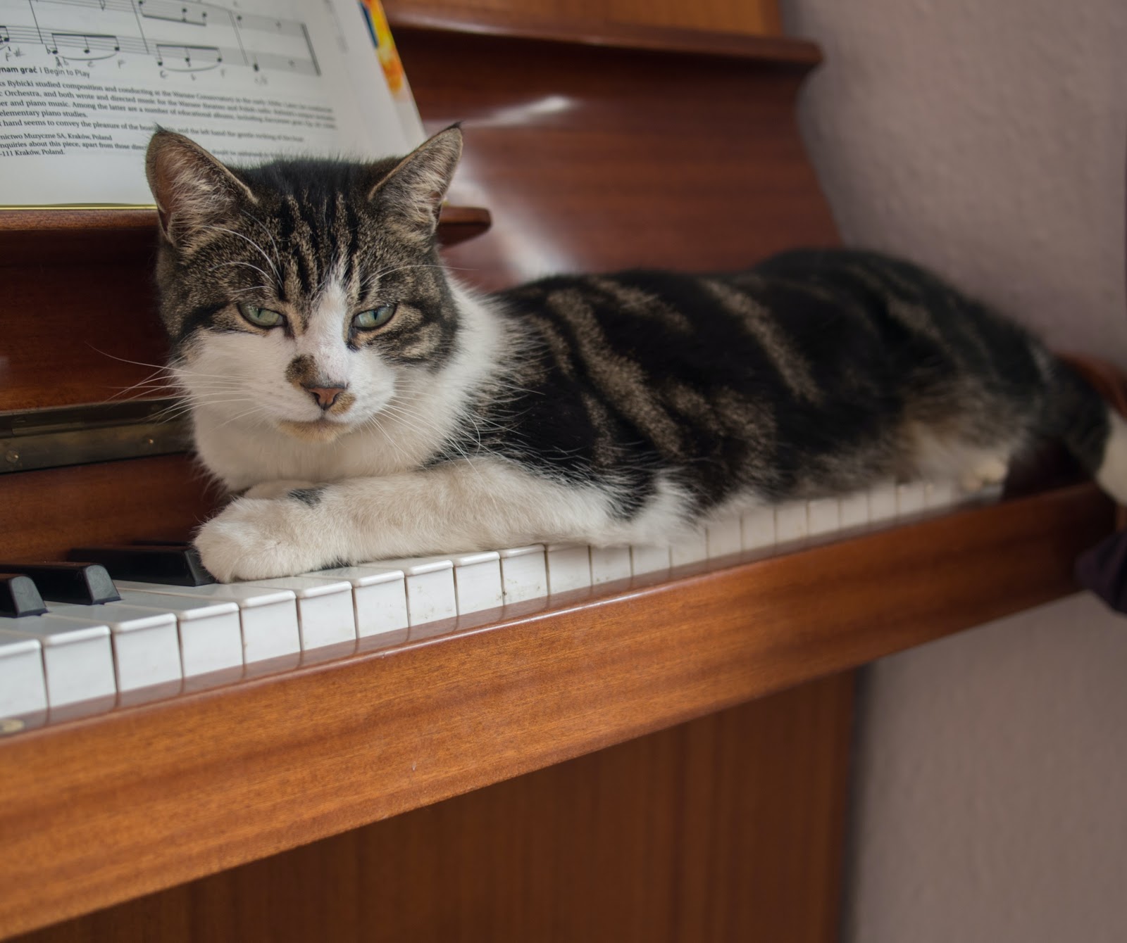 گربه ها چه نوع موسیقی را دوست دارند؟