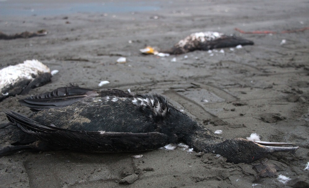 روایتی از مرگ خاموش باکلان ها در ساحل خزر