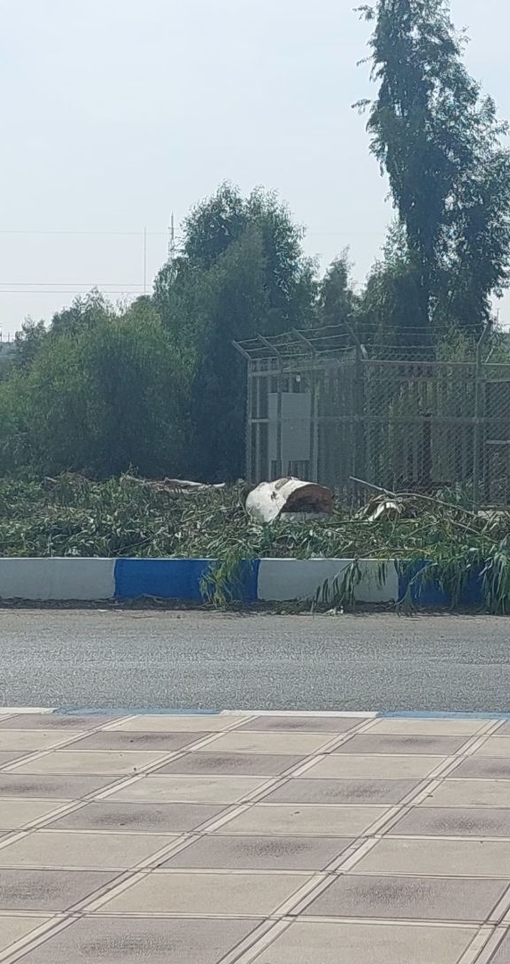 قطع درختان کهنسال در دوگنبدان/شهرداری و محیط زیست در خواب!