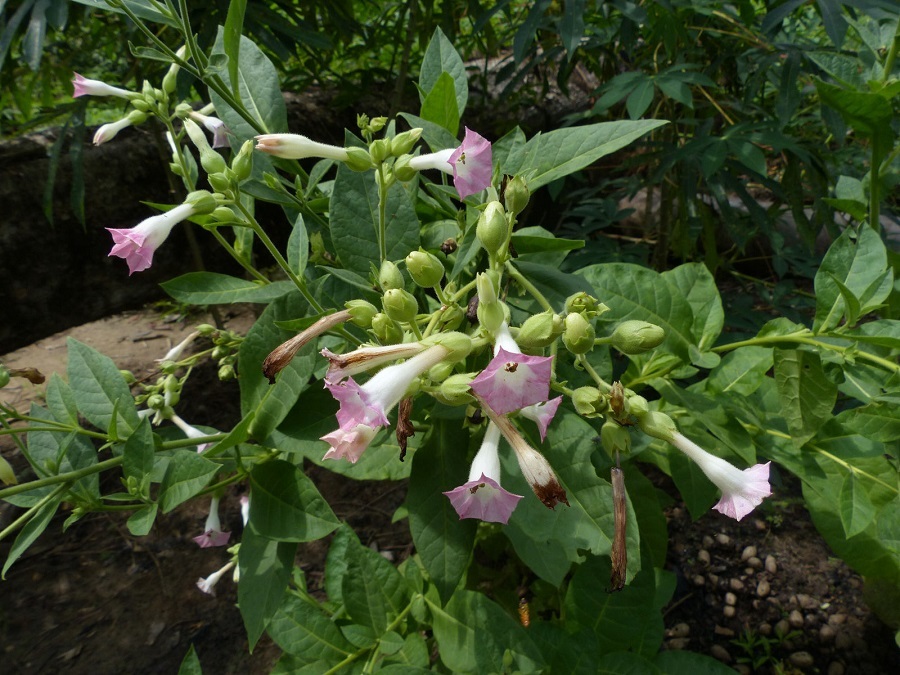 ۷. گل توتون (Nicotiana Tabacum)
