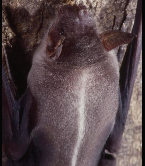 خفاش بولداگ