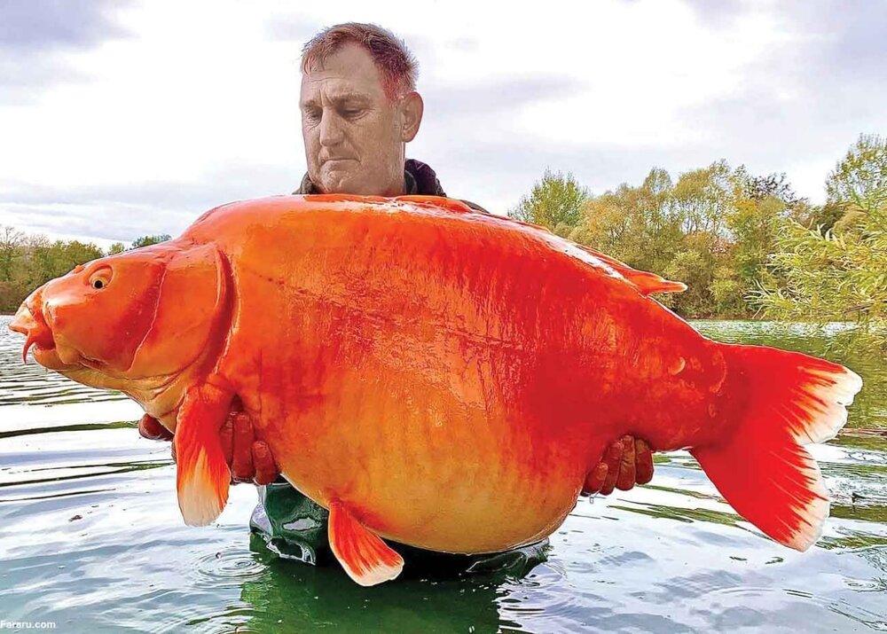 صید عجیب بزرگ ترین ماهی قرمز دنیا + عکس