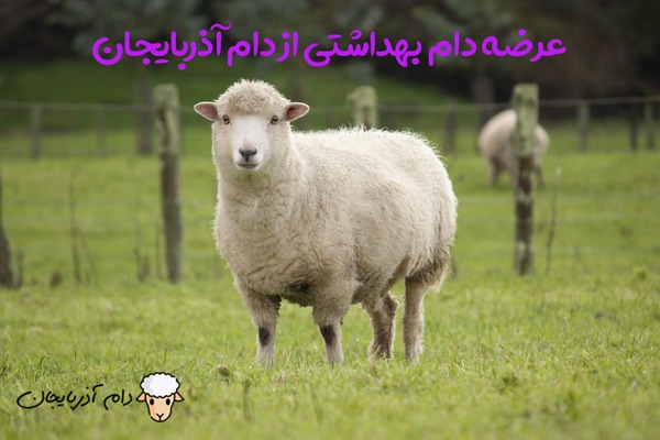 گوسفند4