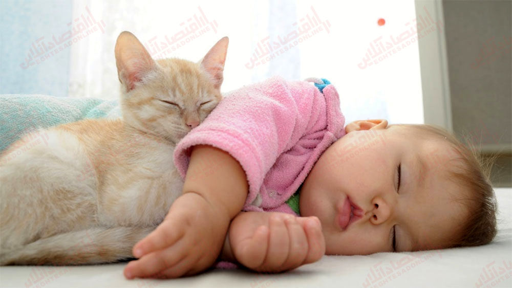 رویارویی-گربه-و-نوزاد