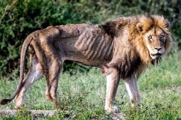 وضعیت بد یک شیر در باغ وحش ساری
